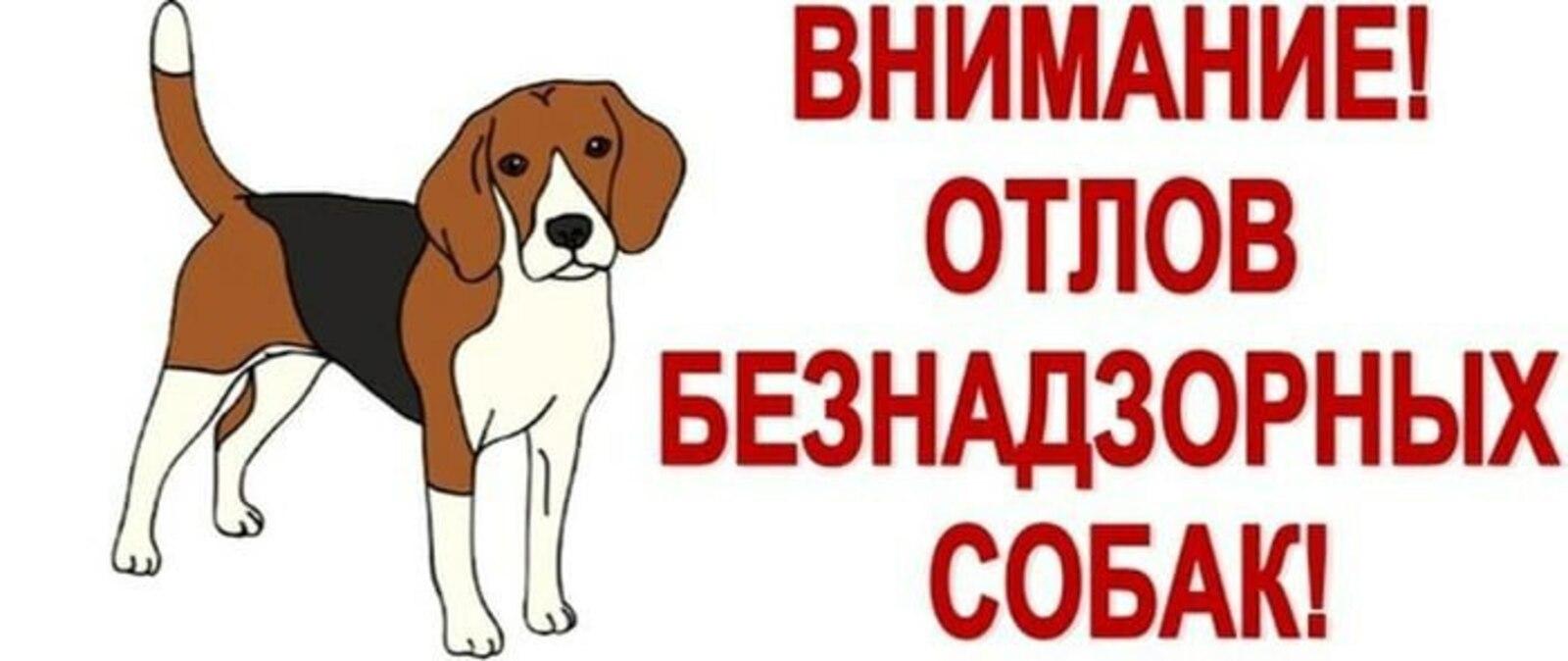 Отлов животных без владельцев на территории района.